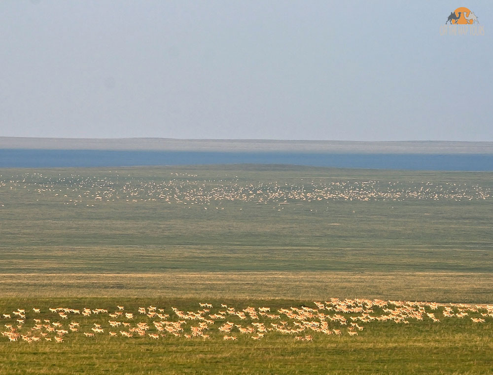 Mongolian Wild Animals